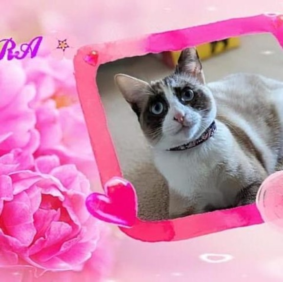 Meet your Posher, Sheryl - Picture 1 of 1